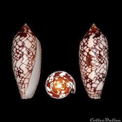 Darioconus gracianus (da Motta & Blöcher, 1982)