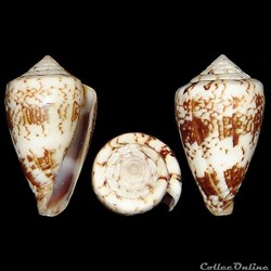 Conidae - Lautoconus (Africonus) galeao (Rolán, 1996)