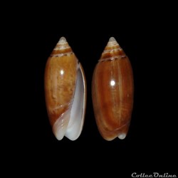 Olividae - Oliva flammulata dolicha (Locard, 1897)