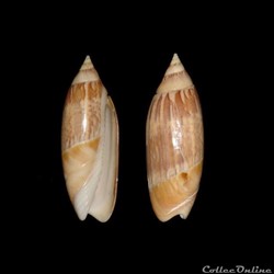 Olividae - Agaronia acuminata (Lamarck, 1811)