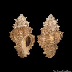 Turbinellidae - Vasum capitellum (Linné, 1758)