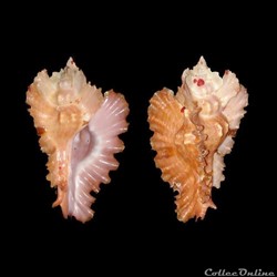 Muricidae - Timbellus phyllopterus (Lamarck, 1822)