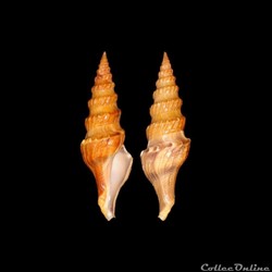 Turridae - Fusiturris undatiruga (Bivona, 1838)