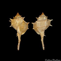 Muricidae - Bolinus brandaris (Linné, 1758)