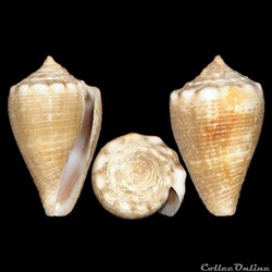 Monteiroconus mus (Hwass in Bruguière, 1792)
