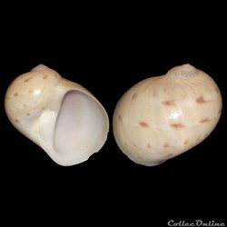 Naticidae - Naticarius canrena (Linné, 1758)