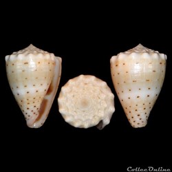Virroconus abbreviatus (Reeve, 1843)