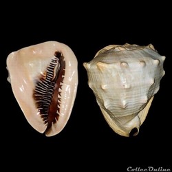 Cassidae - Cassis madagascariensis (Lamarck, 1822)