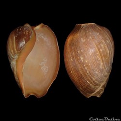 Volutidae - Cymbium pepo (Lightfoot, 1796)