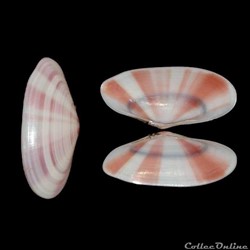 Tellinidae - Tellina radiata (Linné, 1758)