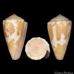 Conidae - Dauciconus (Dauciconus) magellanicus (Hwass in Bruguière, 1792)