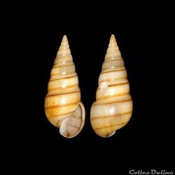 Pyramidellidae - Pyramidella dolabrata (Linné, 1758)