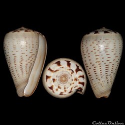 Dendroconus glaucus (Linné, 1758)