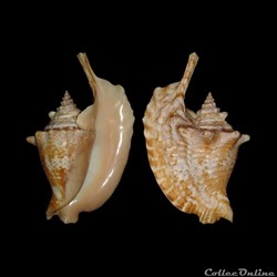 Strombidae - Lobatus gallus (Linné, 1758)