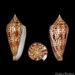 Phasmoconus (Phasmoconus) armadillo (Shikama, 1971)