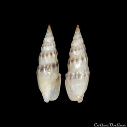 Columbellidae - Mazatlania cosentini (Philippi, 1836)