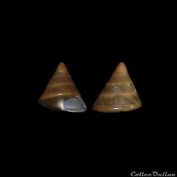 Calliostomatidae - Calliostoma laugieri (Payraudeau, 1826)