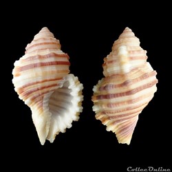 Cymatiidae - Monoplex tranquebaricus (Lamarck, 1816)