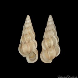Epitoniidae - Gyroscala commutata (Monterosato, 1877)
