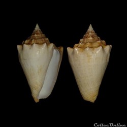 Strombidae - Lobatus costatus (Gmelin, 1791)