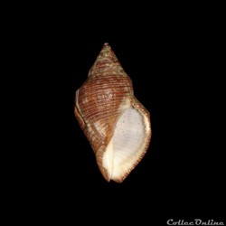Muricidae - Stramonita canaliculata (Gray, 1839)