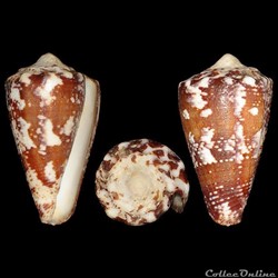 Conidae - Stephanoconus regius (Gmelin, 1791)