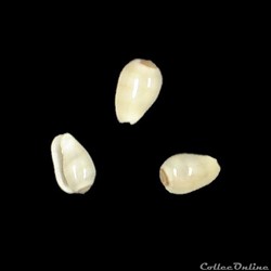 Cystiscidae - Gibberula miliaria (Linné, 1758)