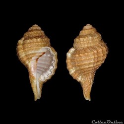 Cymatiidae - Ranularia cynocephala (Lamarck, 1816)