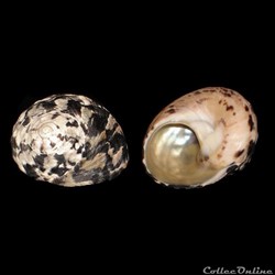 Tegulidae - Cittarium pica (Linné, 1758)