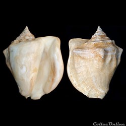 Strombidae - Lobatus costatus (Gmelin, 1791)