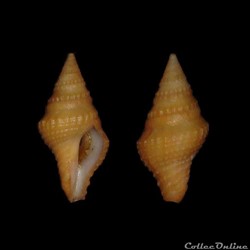Clavatulidae - Clavatula mystica (Reeve, 1844)