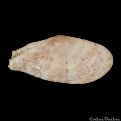 Tellinidae - Tellinella listeri (Röding, 1798)