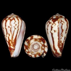 Conidae - Lautoconus (Varioconus) bulbus (Reeve, 1843)