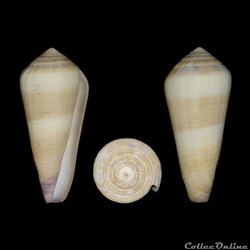 Virgiconus terebra (Born, 1778)