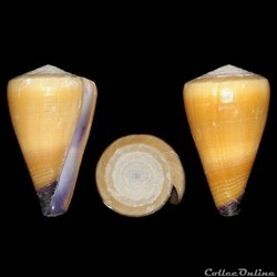 Virgiconus flavidus (Lamarck, 1810)
