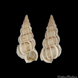 Epitoniidae - Gyroscala commutata (Monterosato, 1877)