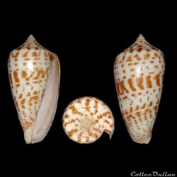 Phasmoconus (Phasmoconus) mulderi (Fulton, 1936)