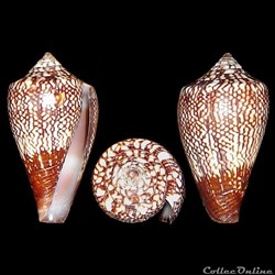 Conidae - Lautoconus (Africonus) delanoyae (Trovão, 1979)