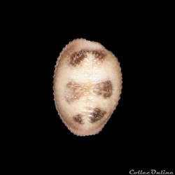 Triviidae - Pusula pediculus (Linné, 1758)