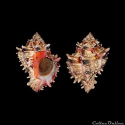 Muricidae - Hexaplex rosarium (Röding, 1798)