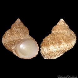 Turbinidae - Turbo castanea (Gmelin, 1791)