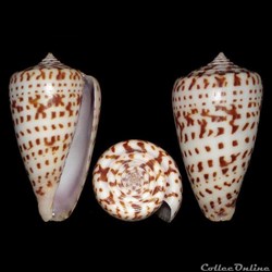 Phasmoconus (Phasmoconus) jickelii (Weinkauff, 1873)
