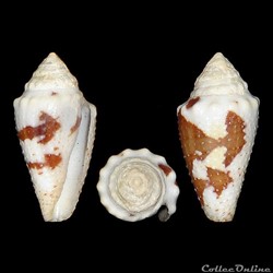 Conidae - Stephanoconus regius (Gmelin, 1791)