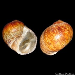 Naticidae - Natica fulminea (Gmelin, 1791)