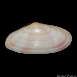 Tellinidae - Tellina radiata (Linné, 1758)