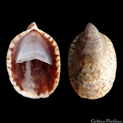 Calyptraeidae - Crepidula porcellana (Lamarck, 1801)