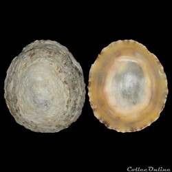 Patellidae - Patella vulgata (Linné, 1758)