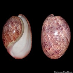 Bullidae - Bulla mabillei (Locard, 1897)