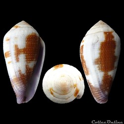 Leporiconus scabriusculus (Dillwyn, 1817)