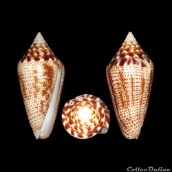 Ximeniconus (Ximeniconus) mahogani (Reeve, 1843)
